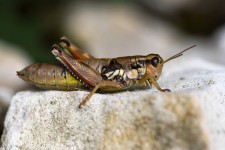 Kartierung der vom Aussterben bedrohten Gewöhnlichen Gebirgsschrecke (Podisma pedestris)